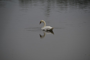 Fototapeta na wymiar Swan on the nature background