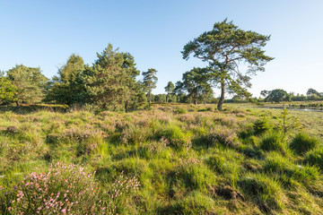 Nature reserve with flowering heather and trees