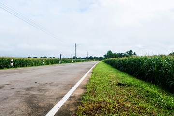 Fototapeta na wymiar Rural road and Corn field in the morning light