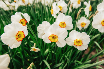 Obraz premium Yellow Daffodils in the gardens of Holland.