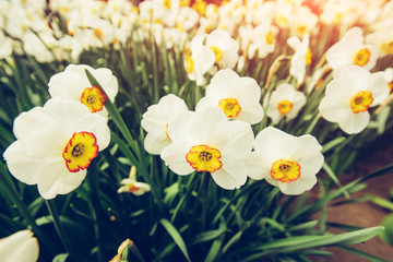 Fototapeta premium Yellow Daffodils in the gardens of Holland.