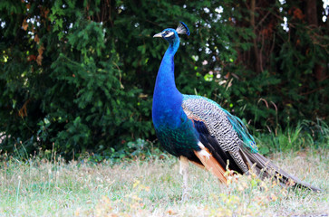 Fototapeta premium Beautiful blue peacock or peafowl in the garden
