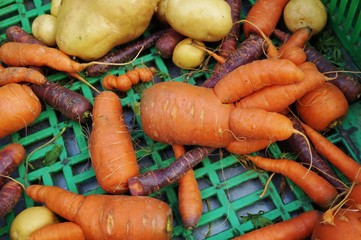 Trendy ugly misshapen root vegetable at a French farmers market