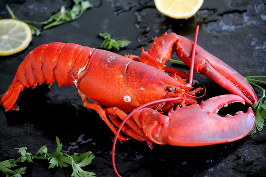 lobster