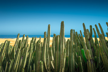 colonia di cactus nella sabbia
