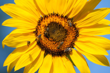 Obraz premium Sunflower and bees