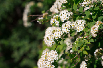 Bush in flowering 3467.