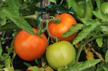 Tomatoes ripening on the vine