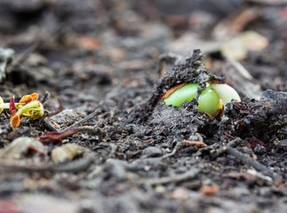 Small green plant in soil. Very small depth of field.