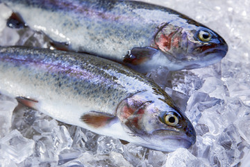 fresh raw trout whole on ice