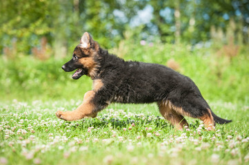 German shepherd puppy running outdoors