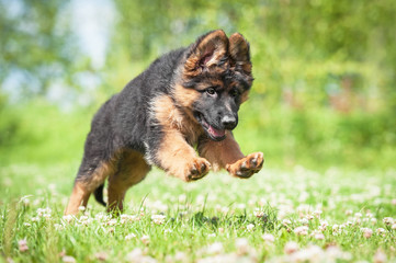 German shepherd puppy playing outdoors