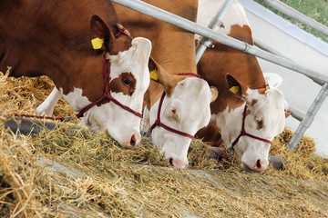 Three cows eating the hay in the barn
