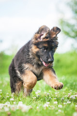 German shepherd puppy running outdoors © Rita Kochmarjova