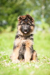 German shepherd puppy sitting on the lawn