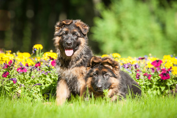 Two german shepherd puppies sitting near the flowers