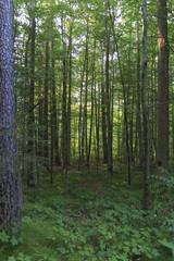 Fototapeta premium Waldweg