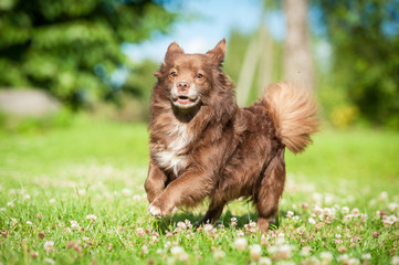 Naklejka premium Little funny dog running in the yard in summer