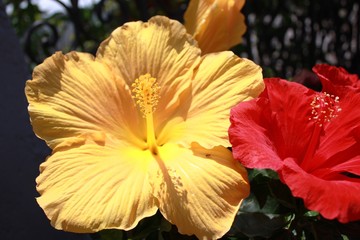Red and Yellow Hibiscus in the garden in Italy