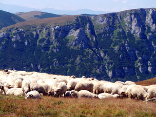 Fototapeta premium Sheep on European mountain