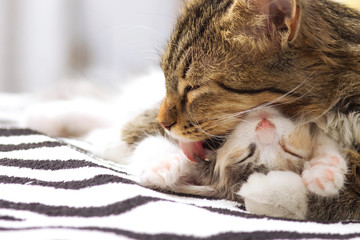 cat licks sleeping kitten