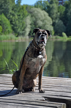 Brindle Boxer Dog On Nature