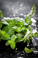 Frische Pfefferminze © karepa