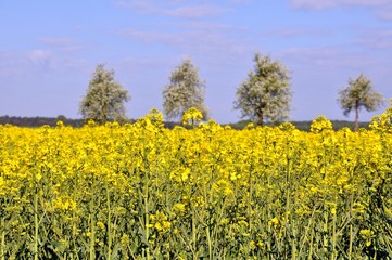Fototapeta premium Blühendes Rapsfeld bei Schmannewitz