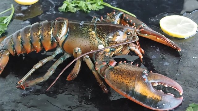 fresh lobster