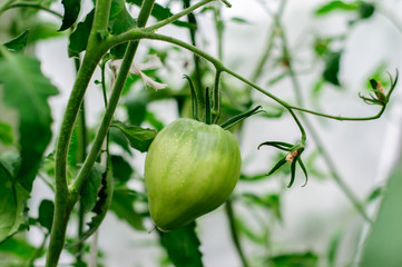 Harvesting of ripe green and red tomatoes