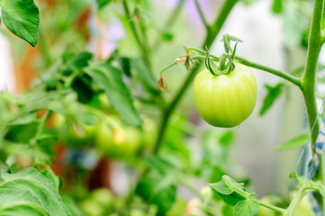 Harvesting of ripe green and red tomatoes