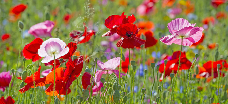 Fototapeta summer meadow with red poppies