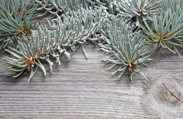 Branch of white spruce on wooden background