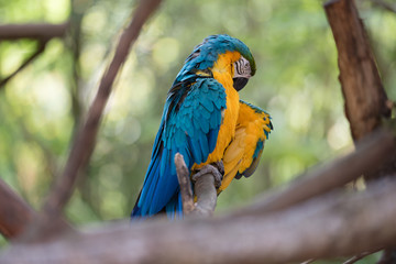 Colorful Macaw