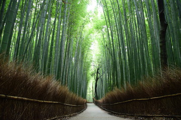 Obraz premium Mała średnica bambusowego lasu