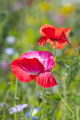 Fototapeta premium summer meadow with red poppies
