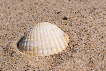 Muschel im dänischen Sand