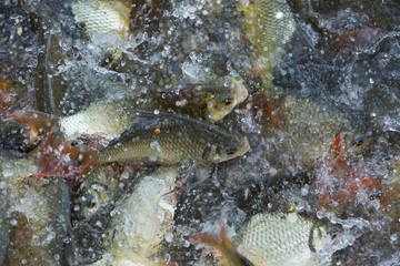 Feeding fish