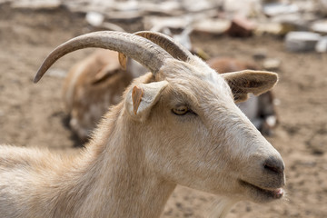 Brown goat in the farm