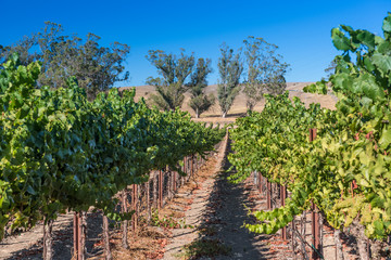 Fototapeta na wymiar Rows of wine grapes on the vine