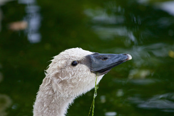 The cute young swan is eating the algae