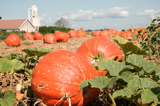 Field Pumpkins