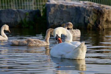 The young family of the swans
