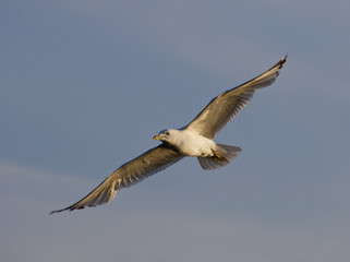 The gull is flying