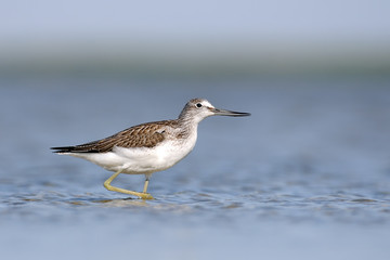 Common Greenshank walking at the shallow water. Manych lake, Kalmykia, Russia.