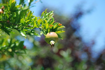 Nar Ağacı - İstanbul