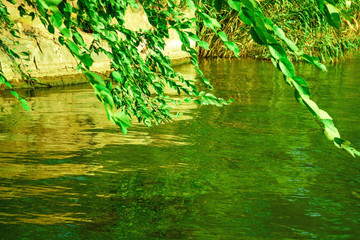 branches of the trees,  the river