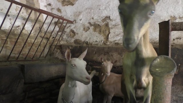 Three goats in the barn
