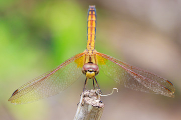 Dragonfly in nature