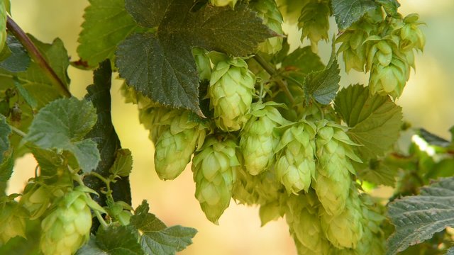 detail of hop field befor the harvest, zoom out